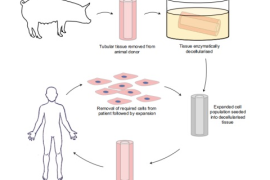 清华大学：用于细胞培养和组织制造的生物3D打印