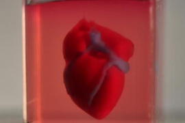用于测试救命药物的3D打印心脏