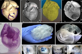 美国的科学家用生物材料3D打印出世界上第一个实物尺寸的心脏